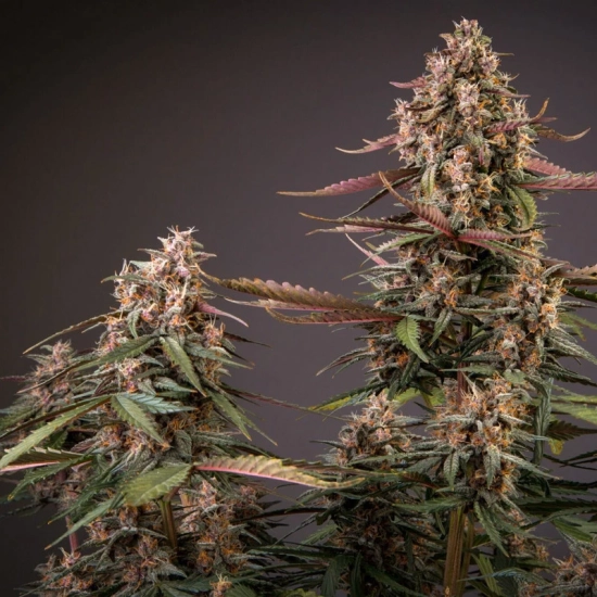 Auto Blackberry Kush®